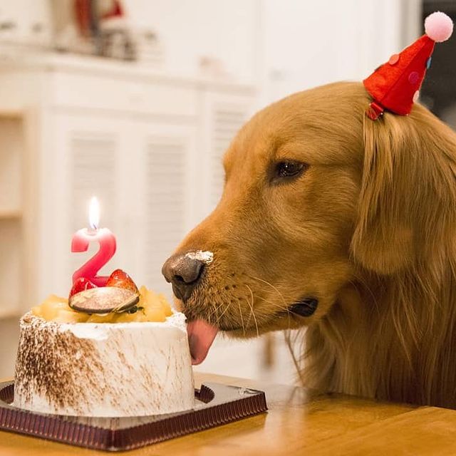 Pastelería canina