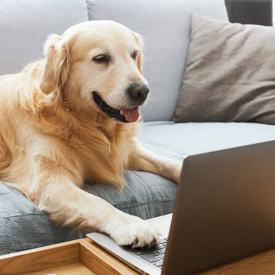 Adiestramiento canino